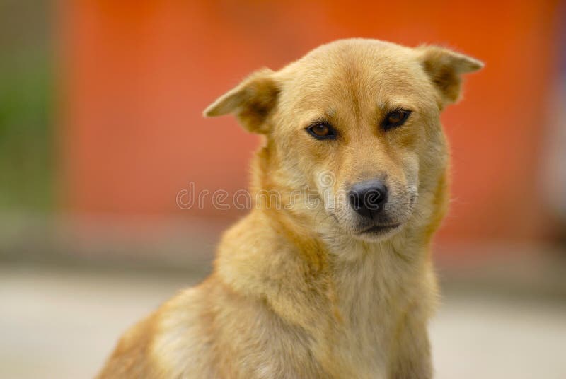 Yellow dog stock photo. Image of full, doggy, pure, cute 3836364