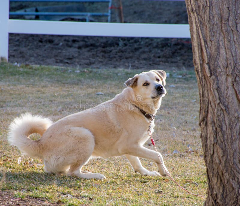 Big yellow dog stock photo. Image of yellow, side, high 52772988