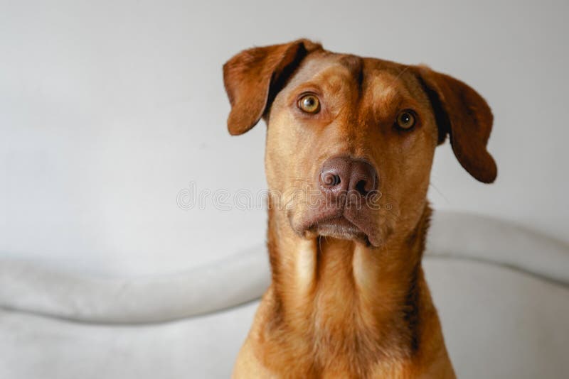 Yellow dog in the house stock photo. Image of cognition 179351302