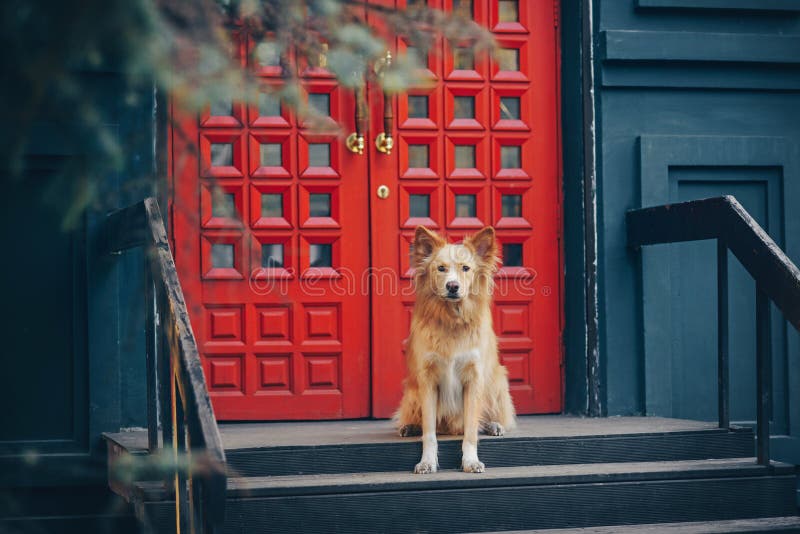 Yellow Dog Sitting on Background of the Red Doors Stock Image Image