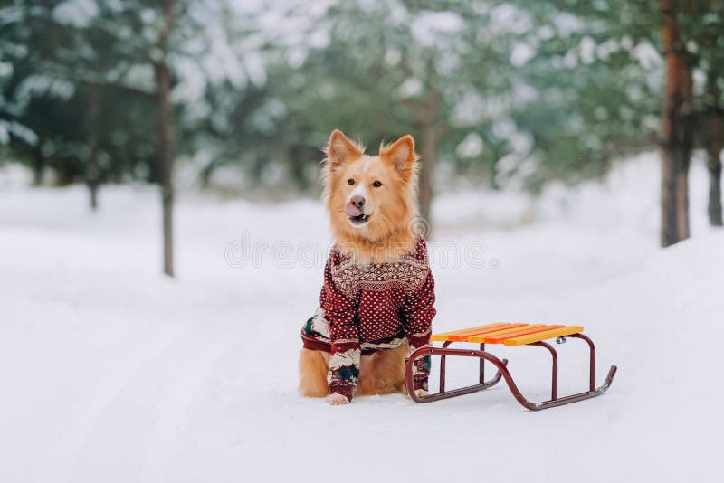 Yellow dog sitting near the sledges in the forest