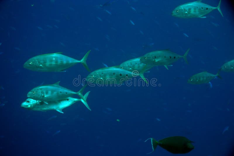 Yellow-dotted trevally (carangoides fulvoguttatus)