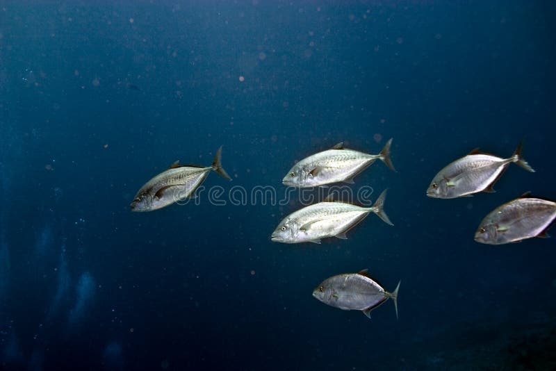 Yellow-dotted trevally (carangoides fulvoguttatus)