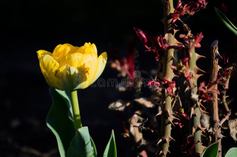 Yellow Double Tulips and a Rose Bush Stock Image Image of flower