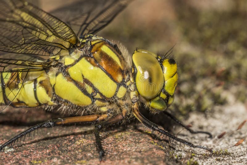 Yellow dragonfly close up stock images