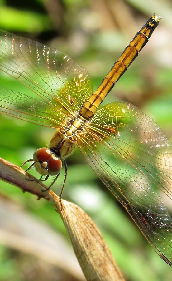 Crimson Dropwing, Trithemis Aurora, vážka s největší pravděpodobností žena odpočívá na sušené up ananas list.