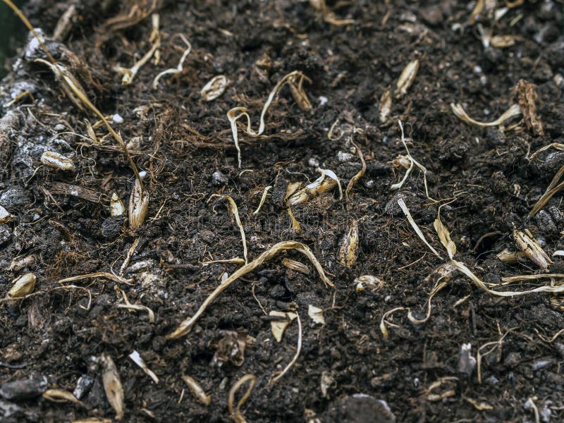 Yellow Dried Weeds and Seeds on the Ground. Soil Texture Background ...