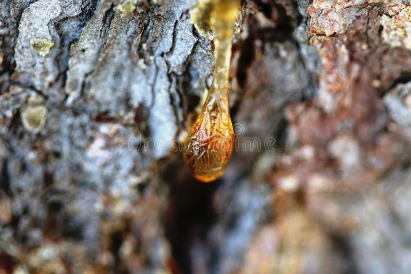 The yellow drop of resin royalty free stock image