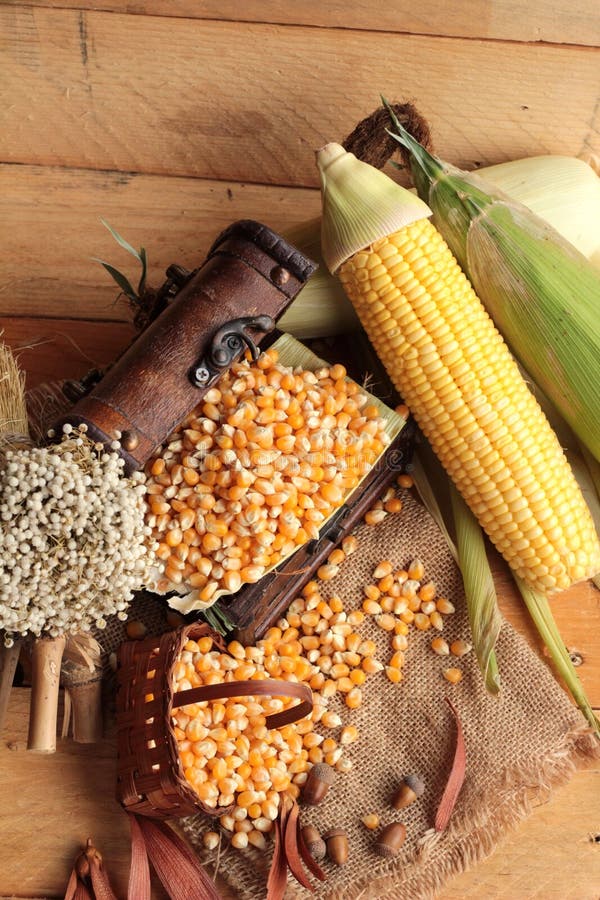 Yellow Dry Corn Grain and Corn Fresh. Stock Photo Image of holiday