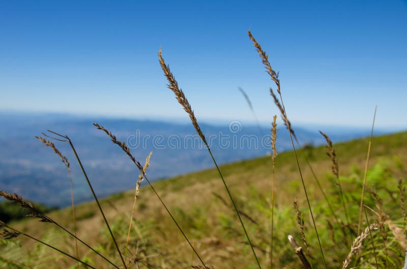 Yellow Dry Grass Field Stock Image Image Of Chiangmai 142425015