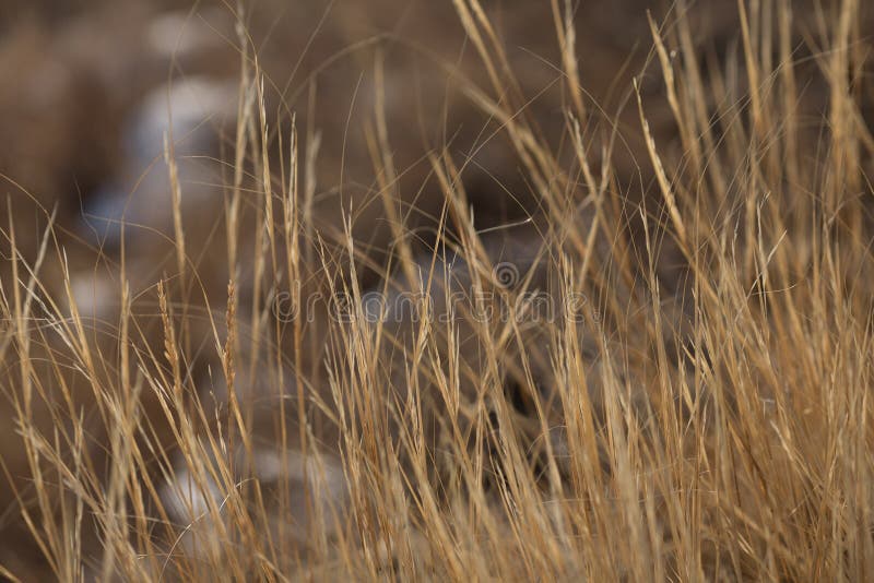 Yellow Dry Grass on the Island in Winter Stock Image Image of forest