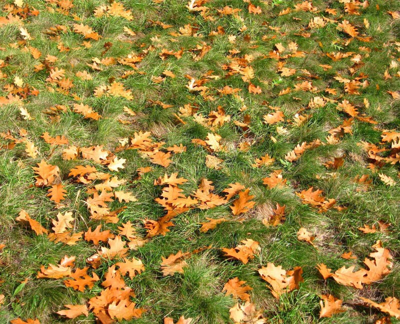 yellow dry oak leaves lying on the green grass