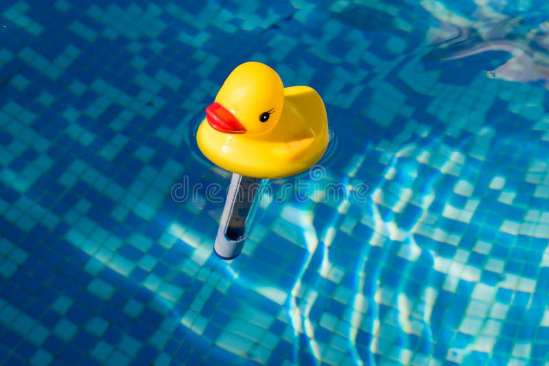 Yellow Duck Funny Thermometer in Swimming Pool Stock Photo Image of