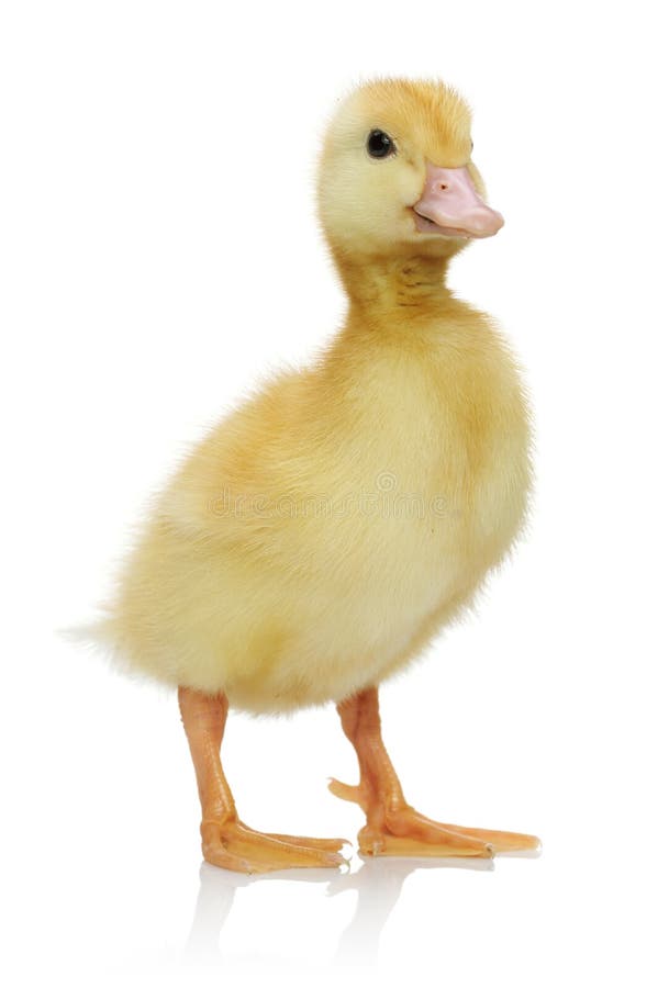 Yellow duckling stock photo. Image of baby, soft, lovable - 15547562