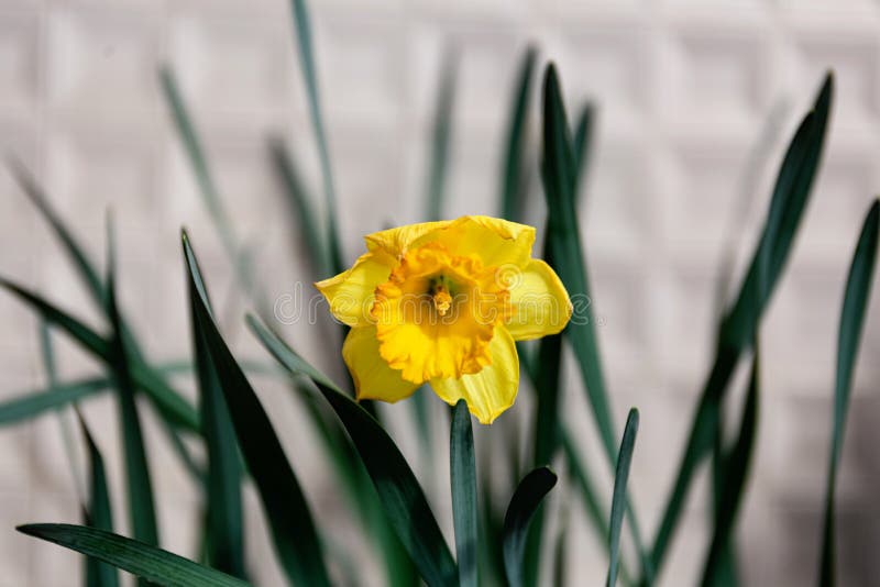 Yellow Easter Bulb Plant. Narcissus Flower on a Balcony Stock Photo