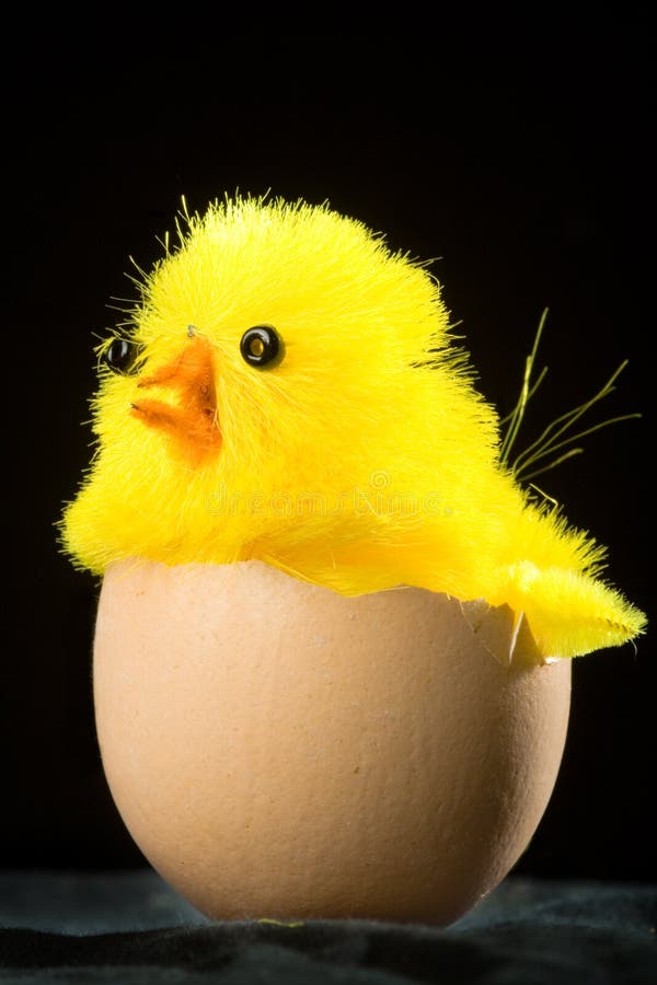 Yellow Easter Chick in Egg stock photo. Image of holiday 2102302