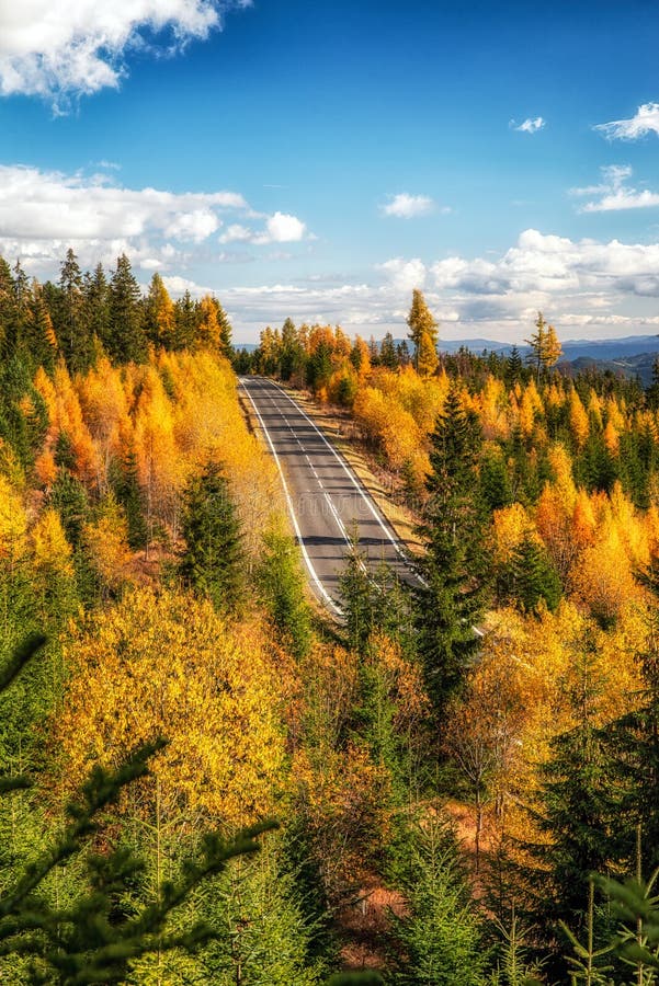 Žluté modříny evropské v barevném podzimním lese s prázdnou asfaltovou silnicí