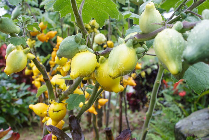 Yellow eggplant stock image. Image of healthy, organic 59618167