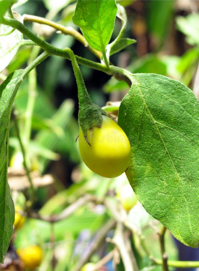 Yellow eggplant stock image. Image of growing, green 31511517