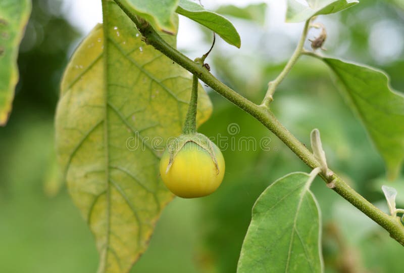 Yellow eggplant stock image. Image of organic, harvest 58831403