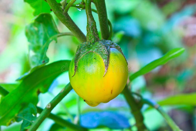 Yellow eggplant on tree stock image. Image of tropical 34032205