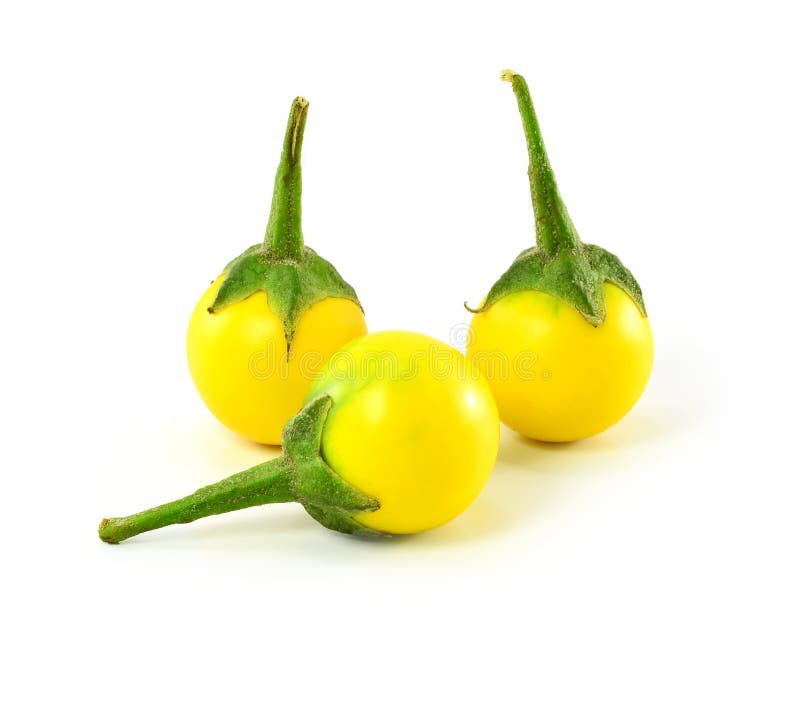 Yellow eggplant stock image. Image of know, yellow, travel 62601179