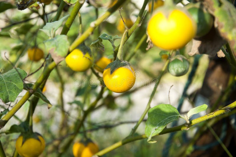 Berenjena en jardín.