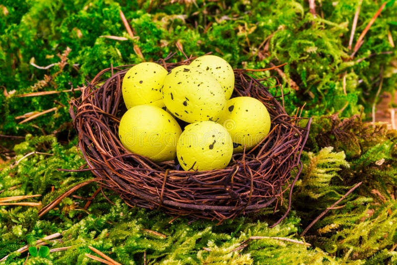 Yellow Eggs in Nest on Colorful Feathers Stock Photo Image of march