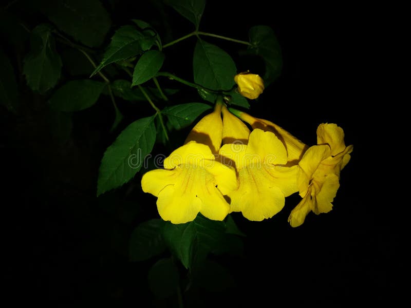 Yellow elder on black background,Yellow Campsis radicans, Trumpet Vine, Yellow Bell Flower, Yellow Elder Flower on black stock photography Yellow elder on black background,Yellow Campsis radicans, Trumpet Vine, Yellow Bell Flower, Yellow Elder Flower on black stock photography