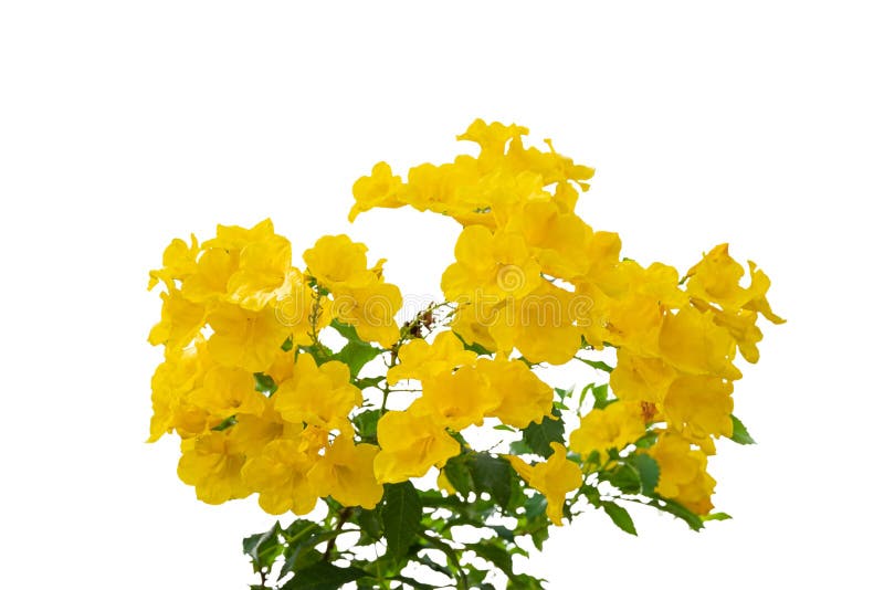 Yellow elder flower isolated on white background. Herbal medicine is used to treat diabetes and digestive disorders, health concept, beautiful, biology, bloom, blooming, blossom, botany, bright, color, colorful, decoration, flora, floral, foliage, fresh, garden, green, growth, leaf, magnoliophyta, magnoliopsida, nature, ornamental, perennial, plant, plants, pretty, spring, stans, studio, summer, tecoma, texture, thailand, treatment, tropical, trumpet, trumpetbush, trumpetflower