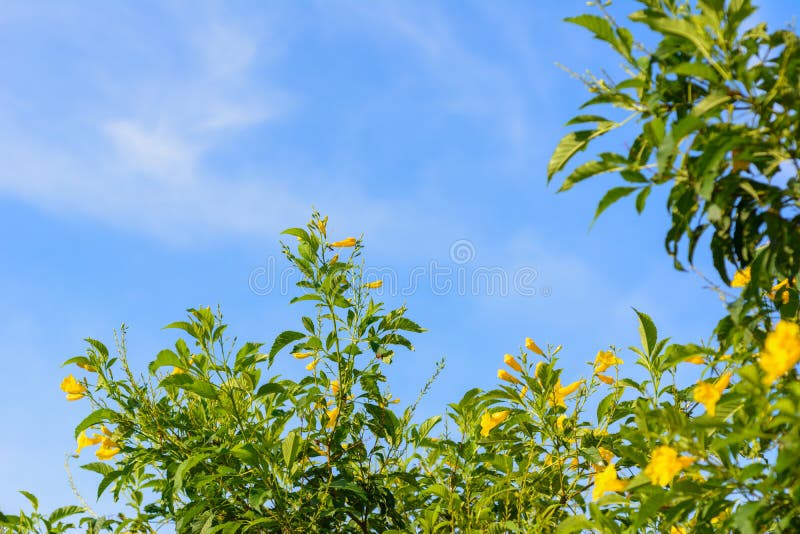 Yellow elder, trumpet flower on blue sky cloud background