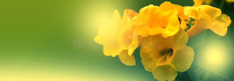 Yellow elder, Trumpetbush, Trumpetflower, Yellow trumpet-flower, Yellow trumpetbush stock photo Yellow elder, Trumpetbush, Trumpetflower, Yellow trumpet-flower, Yellow trumpetbush stock photo