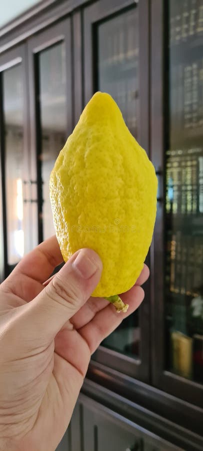 Yellow etrog with an ancient library background royalty free stock photography