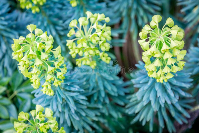 Yellow euphorbia stock photo. Image of horizontal, green 51245048