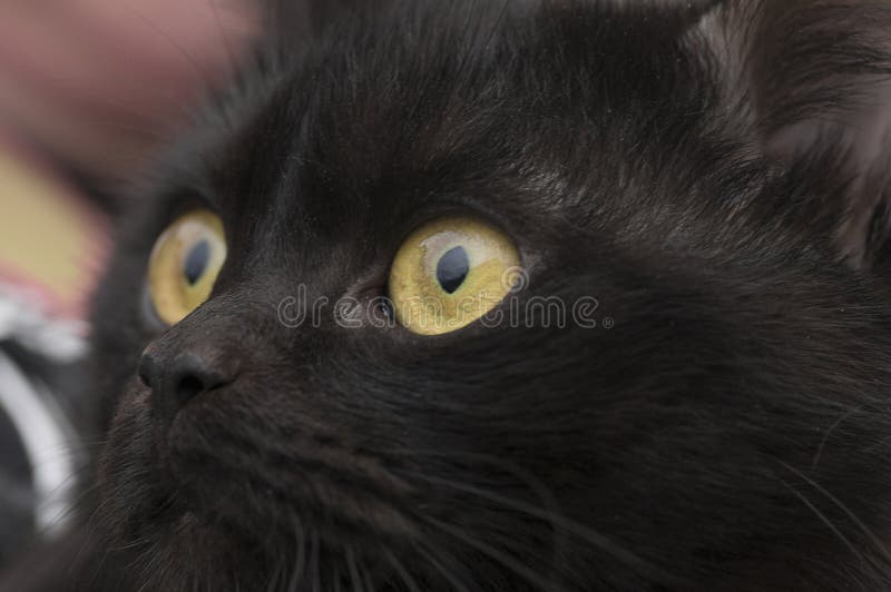 Yellow eye cat close up stock photo. Image of surveillance 92899872