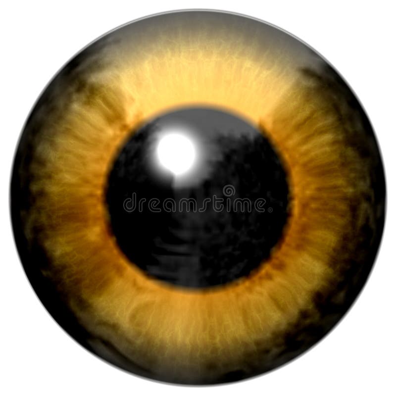 Yellow Eyeball with White Background Stock Illustration Illustration