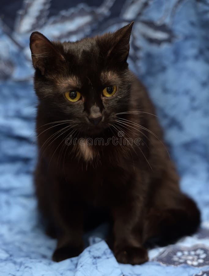 Yelloweyed Cat with a White Spot on the Chest Stock Image Image of