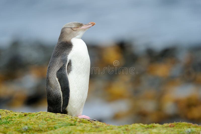 Yellow-eyed Penguin