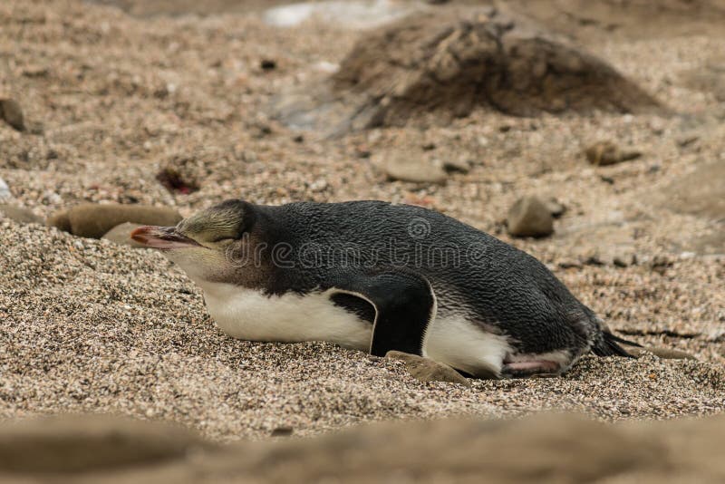 Yellow-eyed Penguin Resting Stock Photo - Image of endangered, flippers