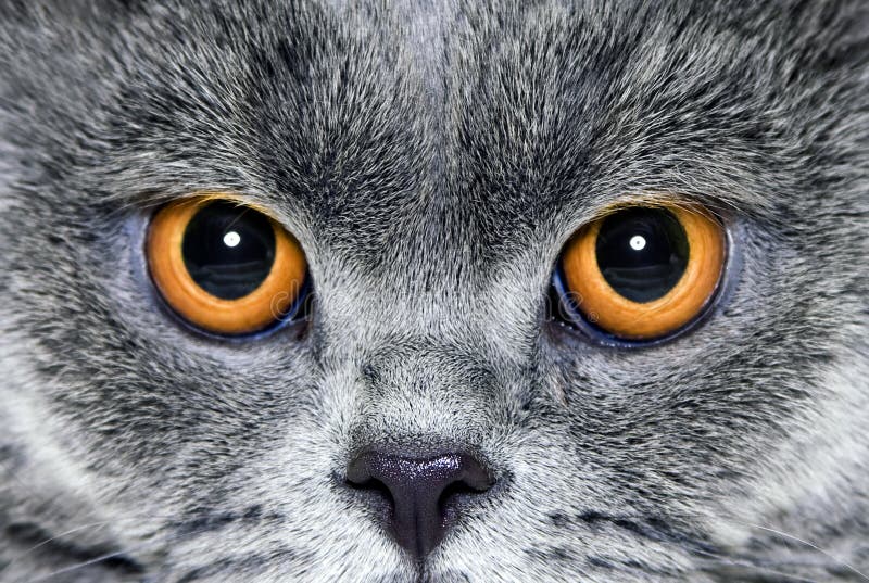 Yellow eyes cat stock photo. Image of eyes, haired, yellow 19285006