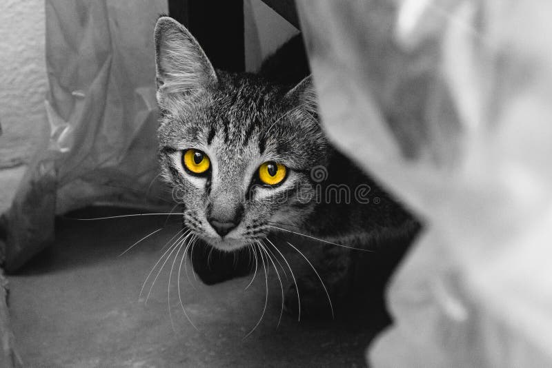 Yellow eyes cat look at the camera