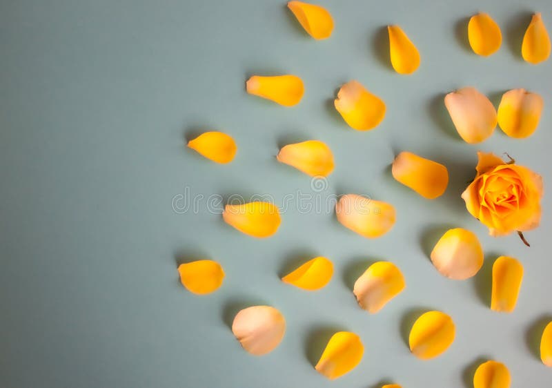 yellow f?r petals f?r natur f?r bild f?r bakgrundssk?nhetclose rose ?vre royaltyfri fotografi yellow f?r petals f?r natur f?r bild f?r bakgrundssk?nhetclose rose ?vre royaltyfri fotografi