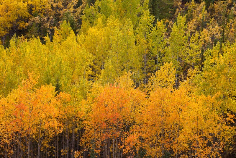 Yellow fall aspen trees Yukon boreal forest taiga
