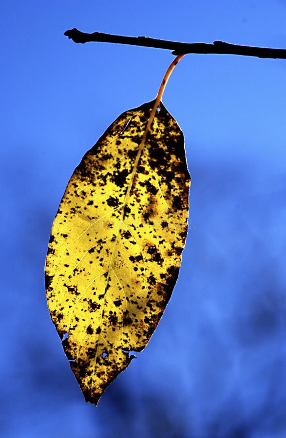 Yellow fall leaf in morning backlight cades cove