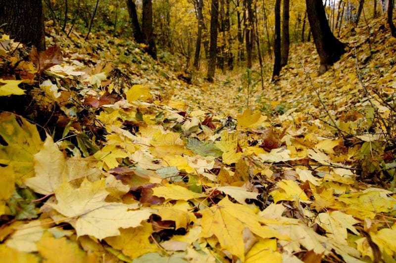 Yellow fallen leaves on the ground