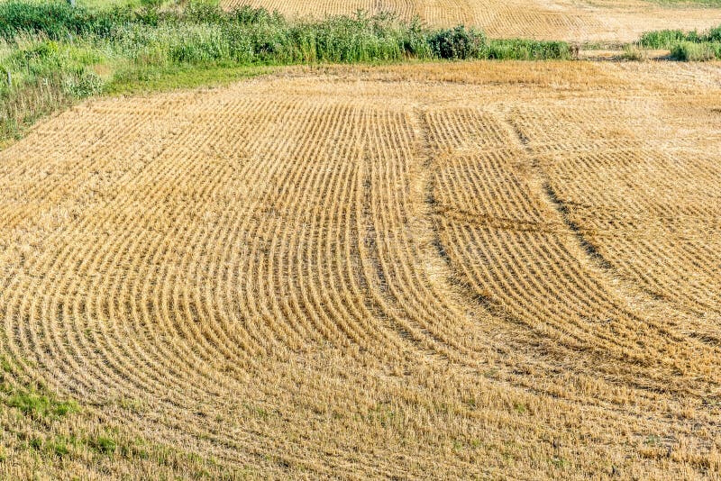 Yellow farm field stock photo. Image of rural, agriculture 184812772