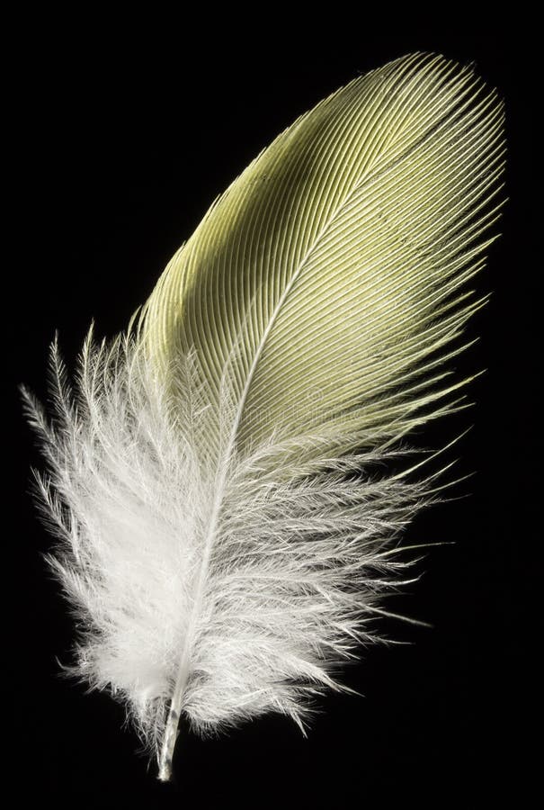 Yellow Feather Isolated on Black Background Closeup Stock Image Image of wing, hawk 133483705