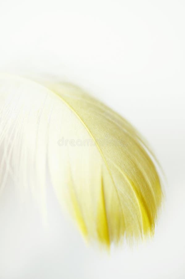 Yellow feather stock photo. Image of bird, close, background 2707108