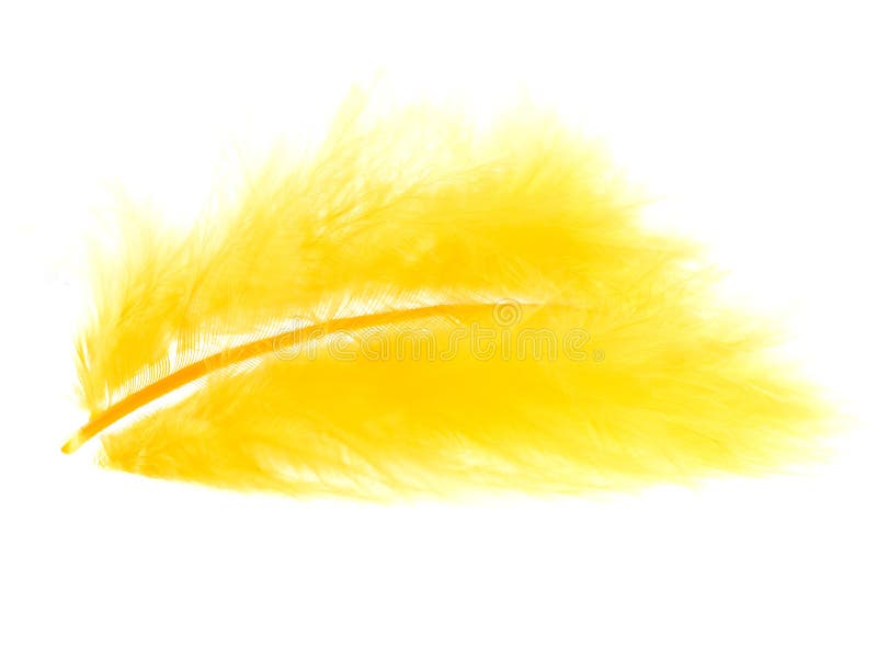 Yellow feather on white stock photos Yellow feather on white stock photos