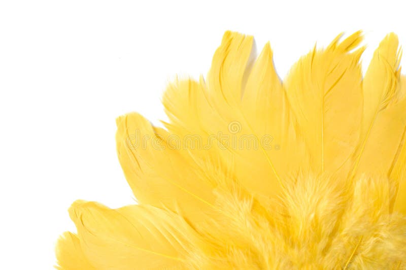 Yellow Feathers